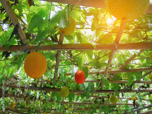 Different states of baby jackfruit on the vine