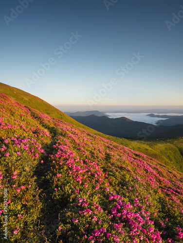 Flowers in the mountains during sunrise. Beautiful natural landscape in the summer time