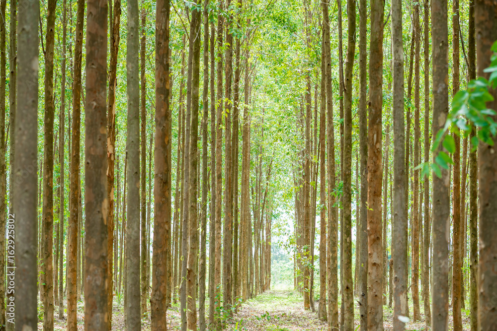 Eucalyptus forest for paper industry Eucalyptus forest for paper industry