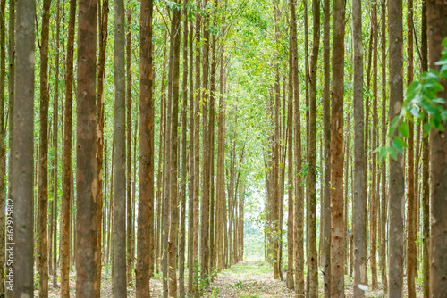 Eucalyptus forest  for paper industry © ittipol