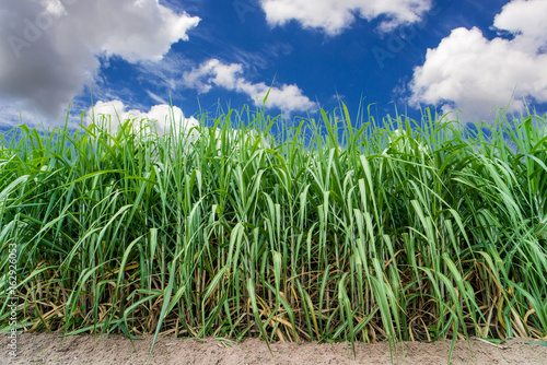 Sugarcane field with blue sky and white cloud