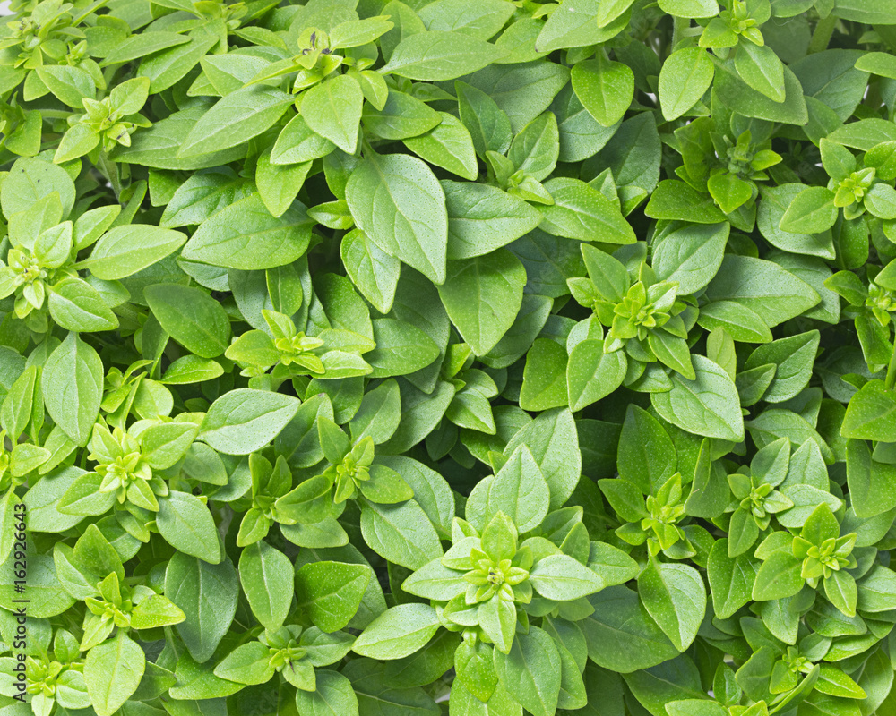 Greek Basil Greek Basil