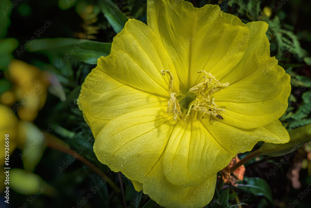 Eine gelbe Blume mit einem kleinen,gelben Insekt Eine gelbe Blume mit einem kleinen,gelben Insekt