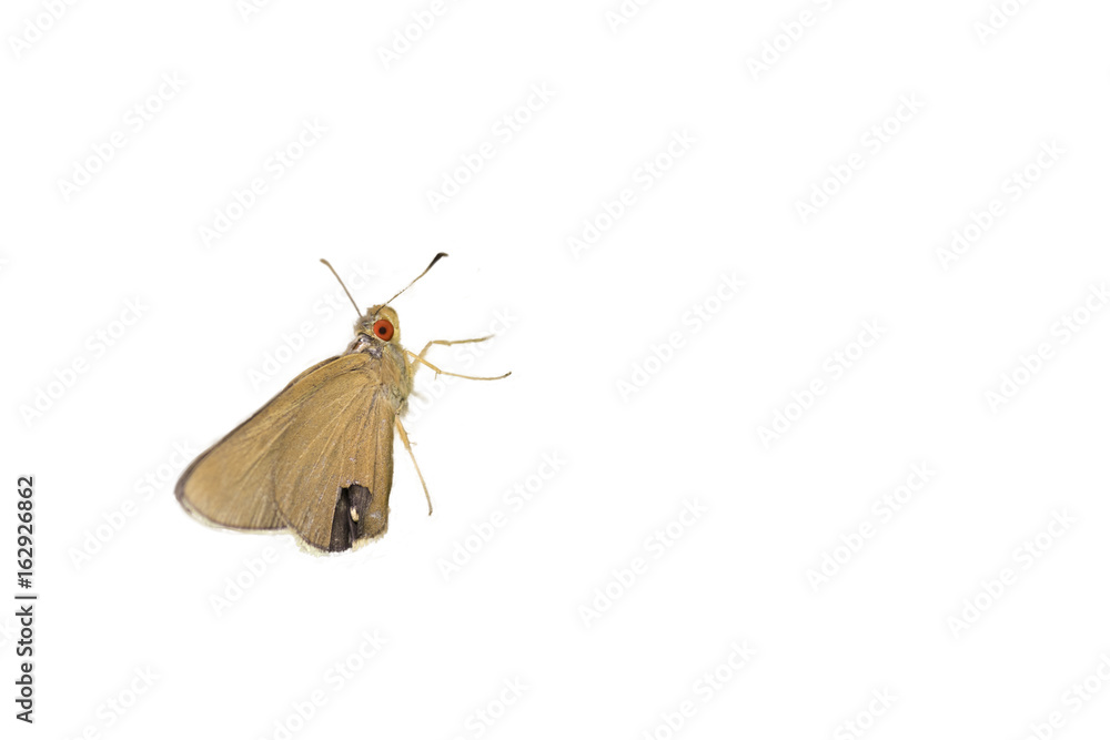 Obraz premium Common Redeye Butterfly,isolated on white background