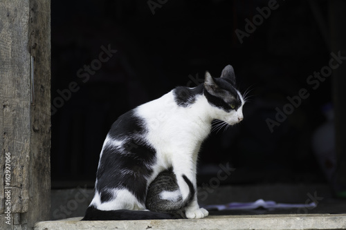 Cat and kitten with white and black hair Sitting on the wooden floor in front of the house