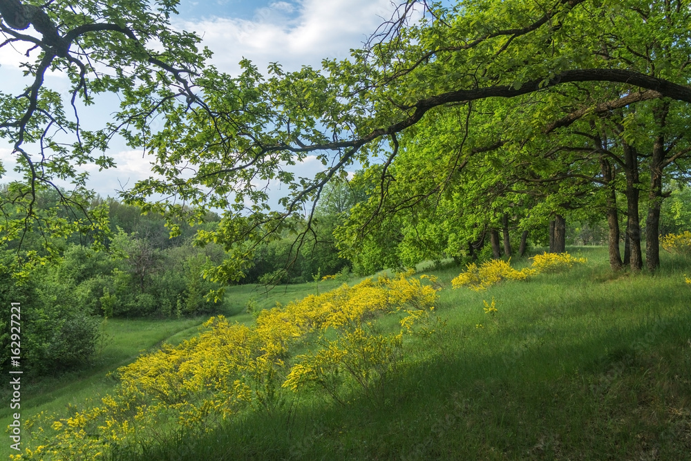Fototapeta premium Первоцветье
