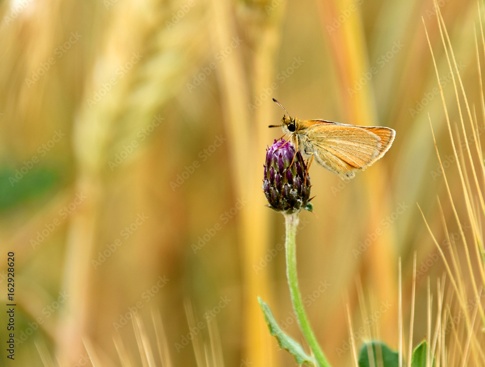 Rhopalocera Butterfly on creeping thistle bulb , Cirsium arvense