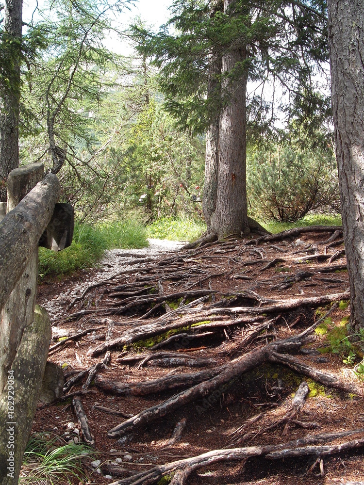 Forest trail