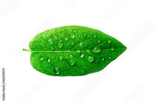  green leaf with drops of water.