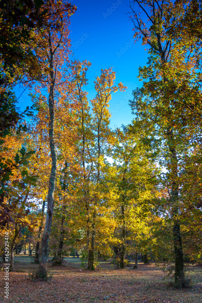 Fototapeta premium AUTOMNE