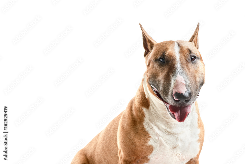 portrait of purebreed bull terrier sitting on white background with copy space portrait of purebreed bull terrier sitting on white background with copy space
