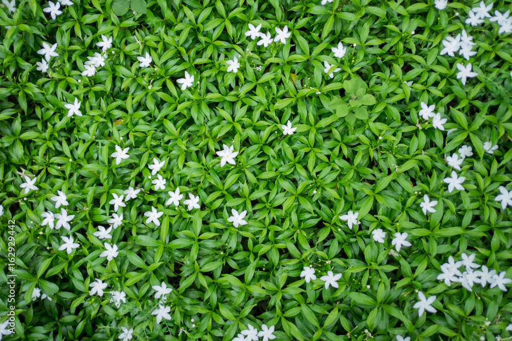 Blurred white flower on greeny leave background Blurred white flower on greeny leave background