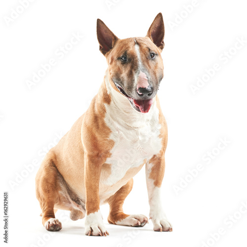 Fotografie, Tablou portrait of purebreed bull terrier sitting on white background with copy space
