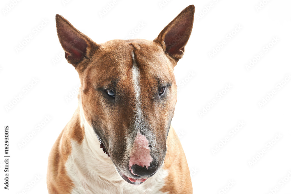 portrait of purebreed sad bull terrier sitting on white background with copy space