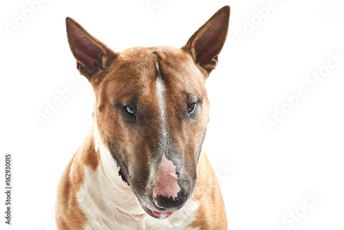 portrait of purebreed sad bull terrier sitting on white background with copy space © Andrey Cherlat