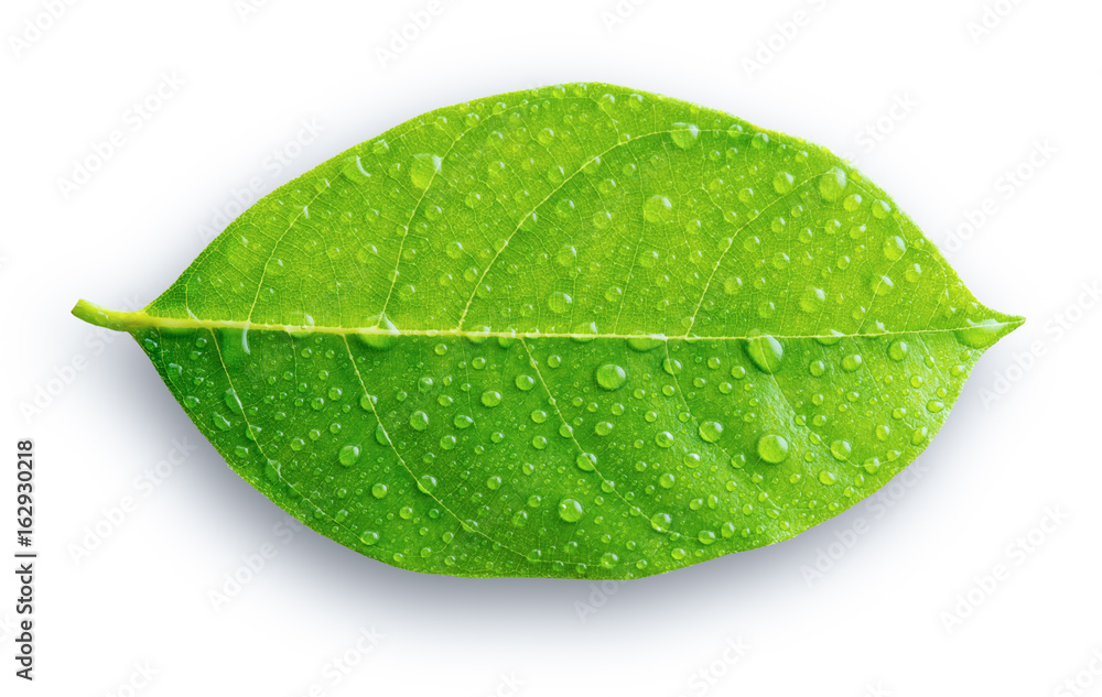 Green leaf with drops of water on the white background - obrazy, fototapety, plakaty 