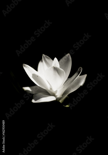 Siam tulip or Curcuma flower in Thailand on black background