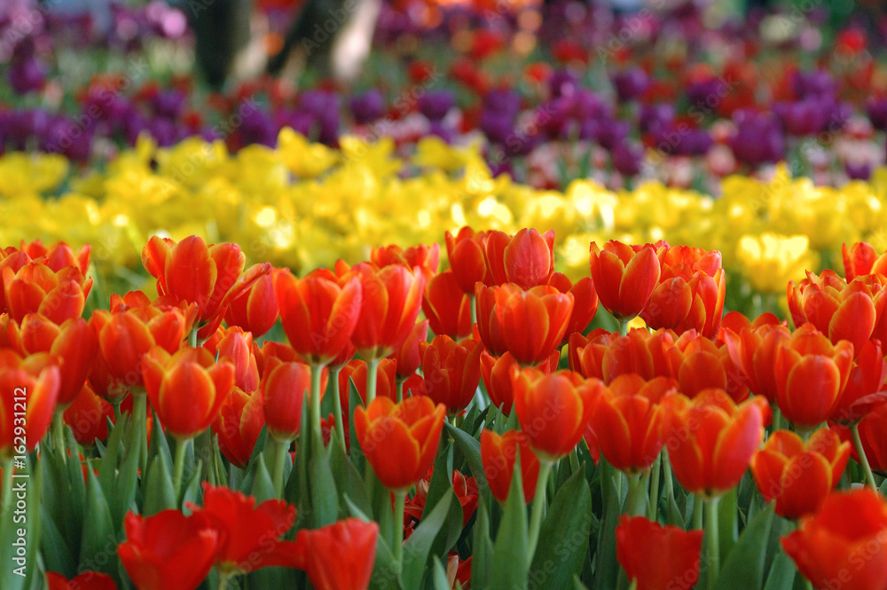 Beautiful tulips orange and yellow in a beautiful light atmosphere.