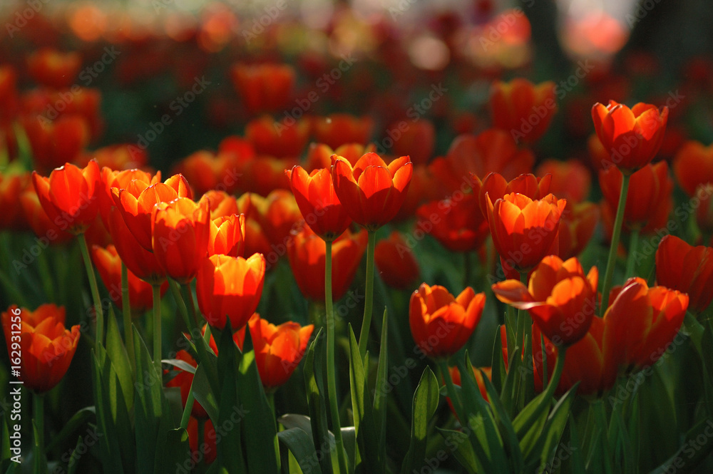 Fototapeta premium Beautiful orange tulips in a beautiful light atmosphere.