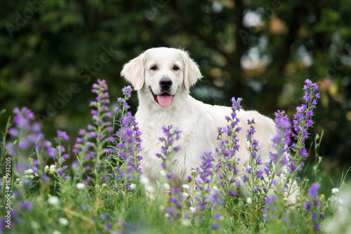 beautiful golden retriever dog standing outdoors © otsphoto