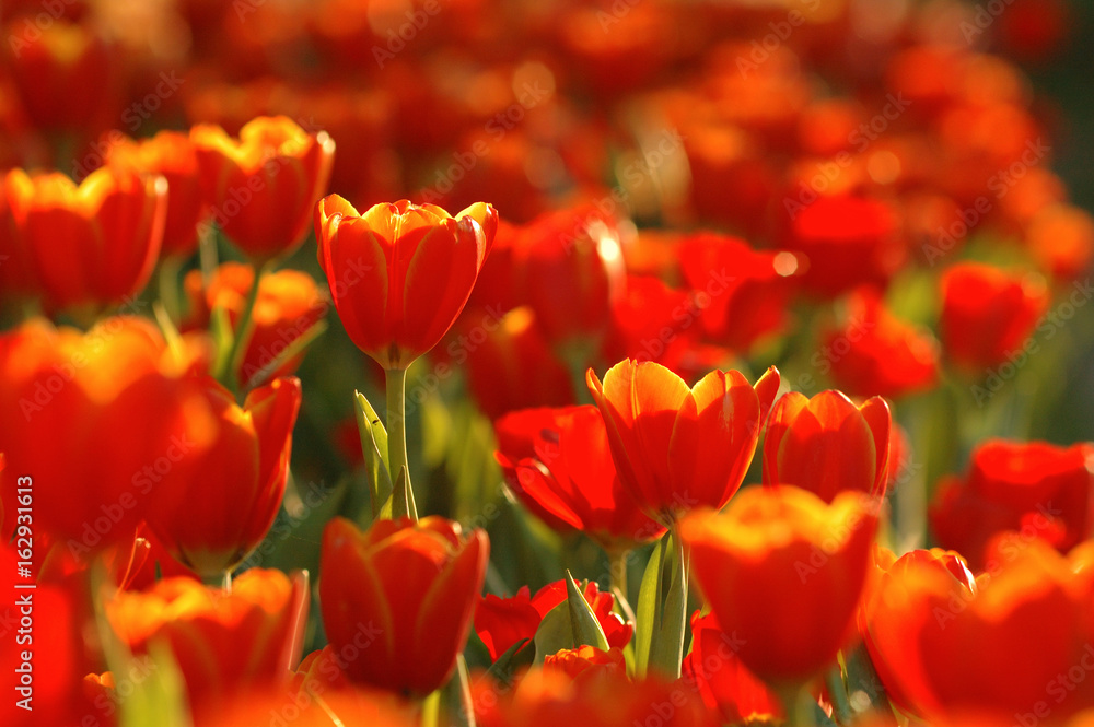 Beautiful orange tulips in a beautiful light atmosphere. Beautiful orange tulips in a beautiful light atmosphere.