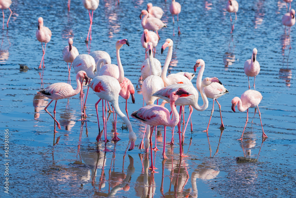 Naklejka premium Group of pink flamingos on the sea at Walvis Bay, the atlantic coast of Namibia, Africa.