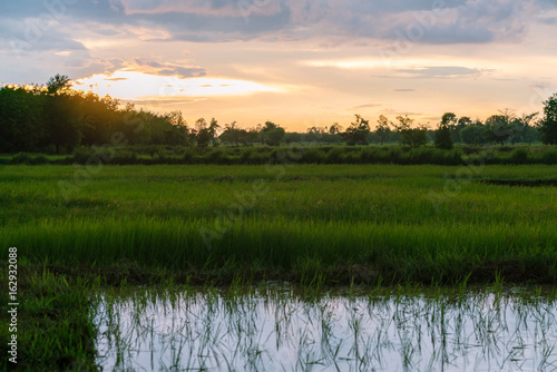 Landscap of Lush green rice field and twilight sky at sunset. 