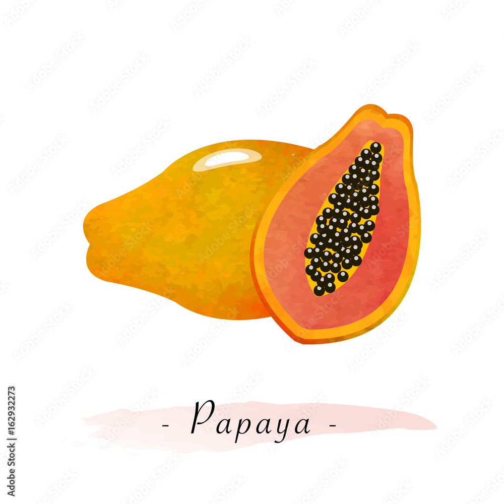 Fototapeta premium Colorful watercolor texture vector healthy fruit ripe papaya