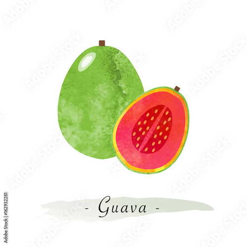 Colorful watercolor texture vector healthy fruit guava