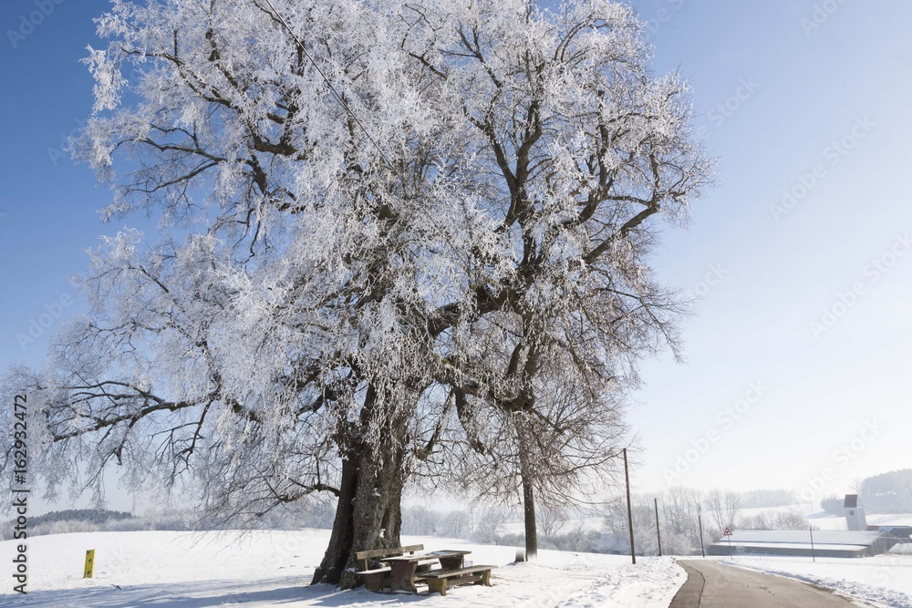 Fototapeta premium Frostiger Morgen Baum im Winter