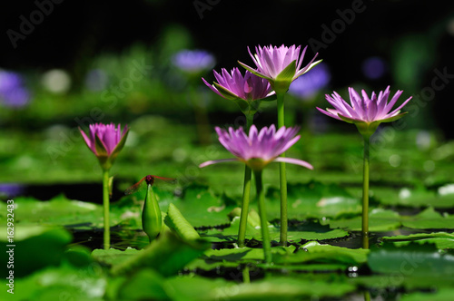 Purple lotus has beautiful visual elements  Beautiful backdrop.