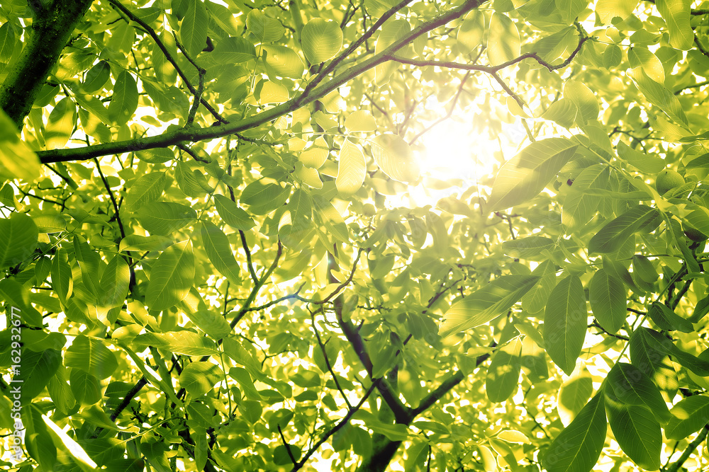 Fototapeta premium Sun through nut foliage in the summer