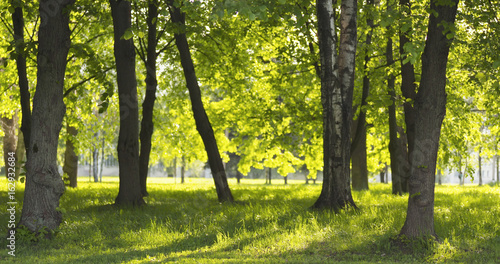 Fototapeta Naklejka Na Ścianę i Meble -  birch in park in summer sunny day