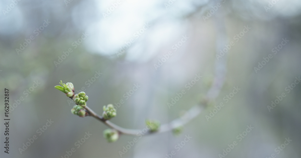 first buds on branch in spring day