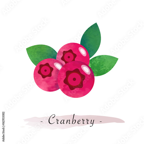 Colorful watercolor texture vector healthy fruit cranberry