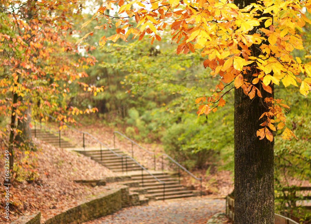 Naklejka premium Fall Leaves