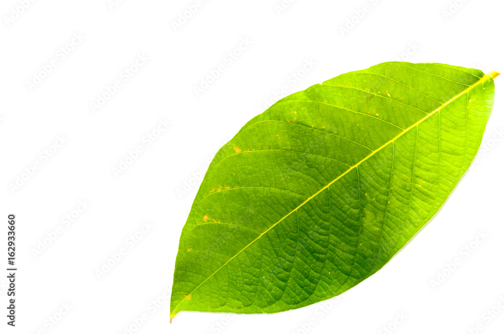 Obraz premium Leaves are eaten by insects on white background,Leaf with holes