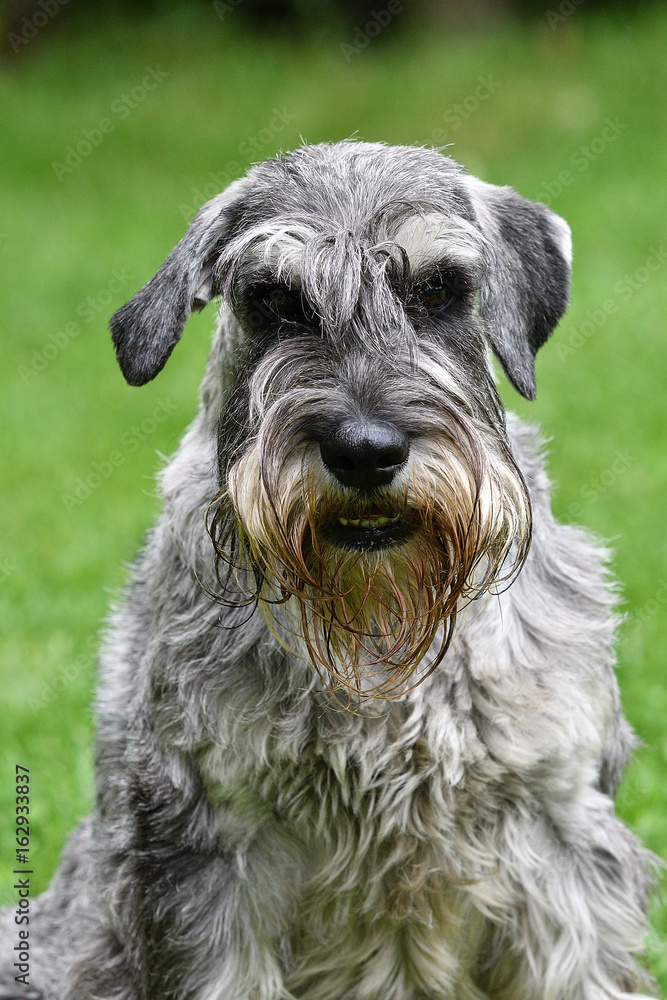 Fox terrier