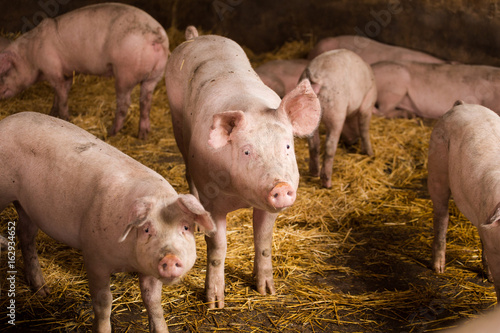 Close up portraits of pigs in a pigsty on a farm
