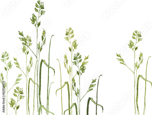  Spikelets of flowering grass 