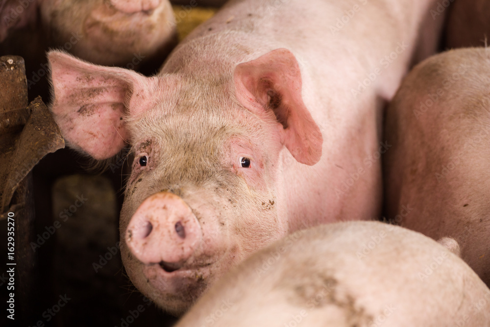 Close up portraits of pigs in a pigsty on a farm Close up portraits of pigs in a pigsty on a farm