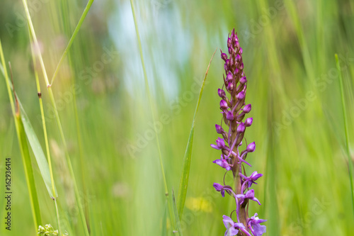 Purple flower in a summer meadow © olandsfokus