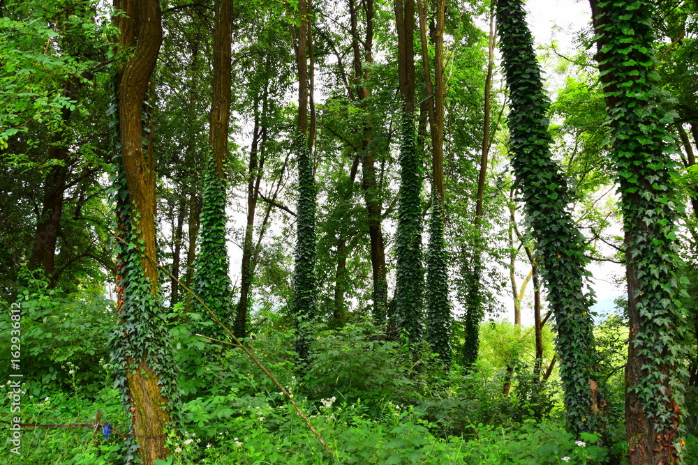 Obraz premium beautiful forest