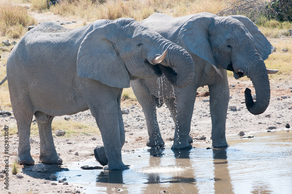 Fototapeta premium African elephants at waterhile