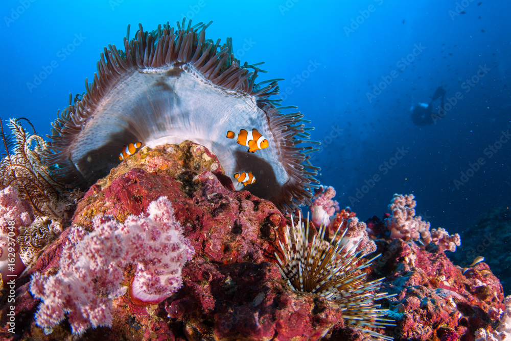 Obraz premium Similan,North Andaman Sea