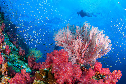 Fototapeta Naklejka Na Ścianę i Meble -  Wonderful underwater world with seafan and vibrant colors of corals and Scuba Diver backdrop, Scubadiving Underwater seascape concept,Similan,North Andaman Sea