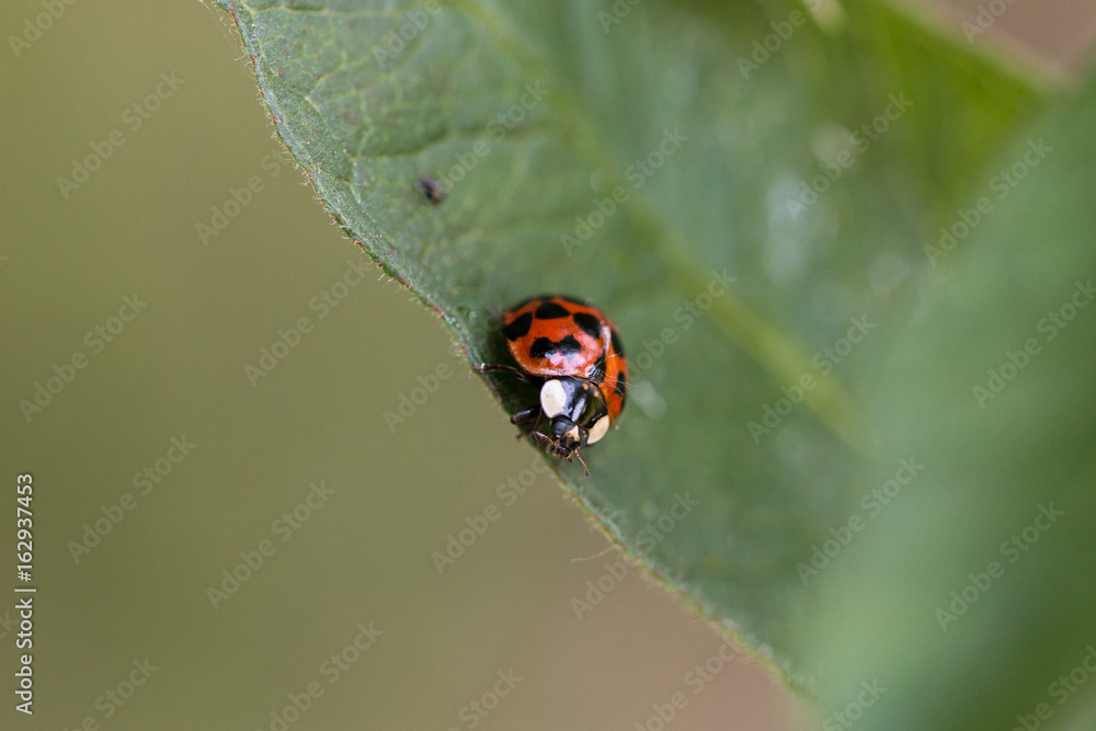 Fototapeta premium Ladybug on a leaf