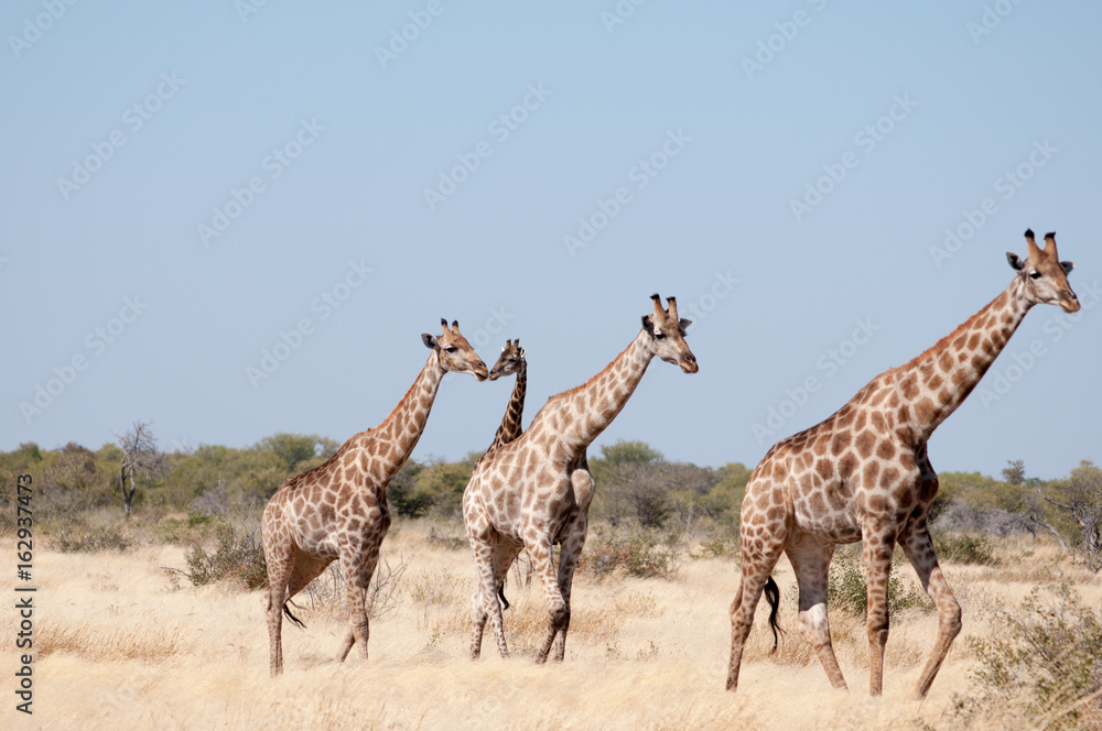 Obraz premium Giraffes with babies