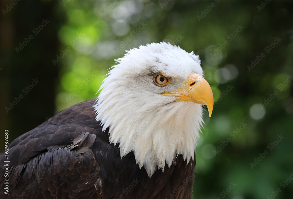 Fototapeta premium Close up of a male Bald Eagle