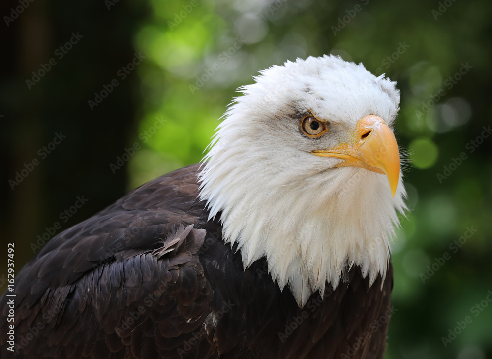 Fototapeta premium Close up of a male Bald Eagle